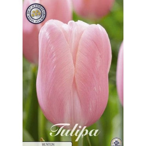 Tulpan Menton 7-pack